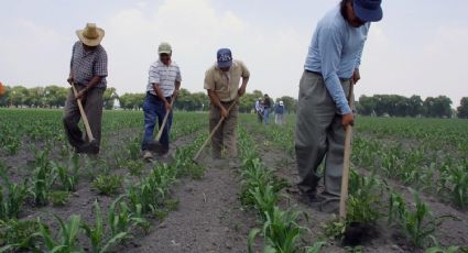 Mexico hacia una catástrofe social: El Campo es de Todos
