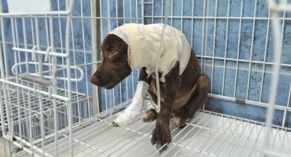 Exigen justicia en Argentina tras muerte de 'Chocolate', perro despellejado por su dueño