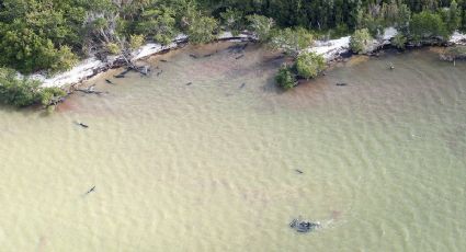 Mueren más de 80 delfines en costas de Florida