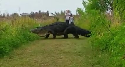 Captan a enorme cocodrilo paseando en parque de Florida y se hace viral