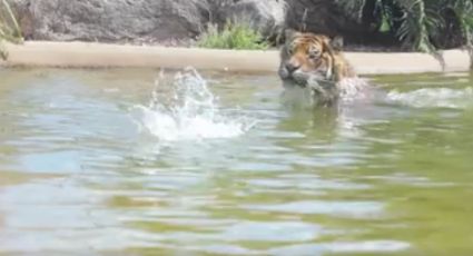 Tigre intenta cazar a un pato sin éxito y se vuelve viral