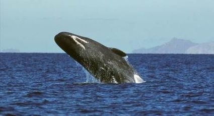 Primer censo de ballena gris registra 347 ejemplares en BCS 