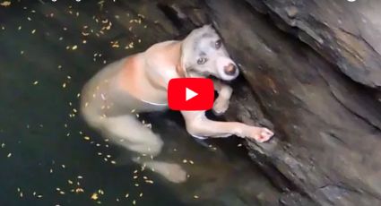 Rescatan a perrita que cayó a un pozo y se aferró a las rocas para no morir ahogada (VIDEO)