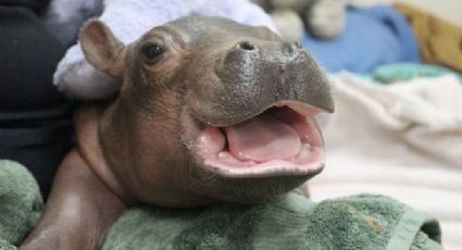 Fiona, la hipopótamo bebé que protagonizó una propuesta de matrimonio (FOTOS)