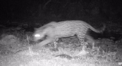 Conanp reporta primer avistamiento de jaguar en Campo Verde, Chihuahua