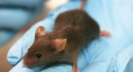 Investigadores curan diabetes en ratones con modificaciones de células madre