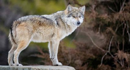 Aprueban plan para fomentar reproducción del lobo gris mexicano en EEUU