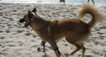 En Tailandia un perro usa prótesis como las de Pistorius (VIDEO)