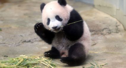 Xiang Xiang, la bebé panda nacida en Japón (VIDEO) 