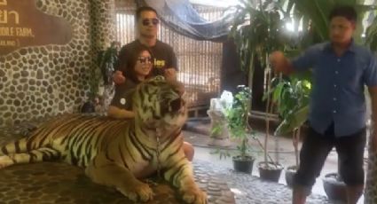 Zoológico maltrata a tigre para que turistas se puedan tomar selfies (VIDEO) 