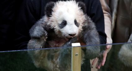 Yuan Meng, nombre del primer bebé panda de Francia (FOTOS) 