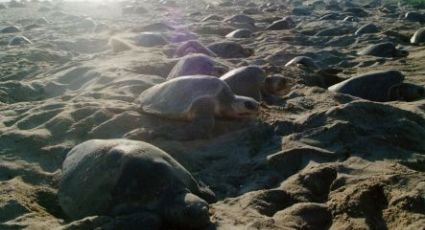 Cerca de un millón de tortugas golfina llegaron a playa de Oaxaca 