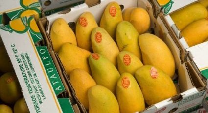 Productores de mango estiman exportar 70 mil toneladas a EEUU en 2017