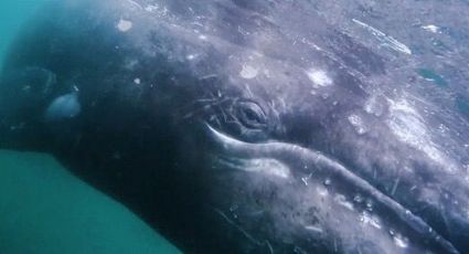 Continúa la llegada la ballena gris a Baja California: CONANP