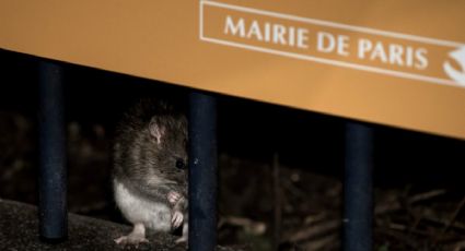 Sin control, plaga de ratas en París; cierran plazas