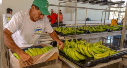 Producción de plátano aumenta 7% durante 2016: SAGARPA