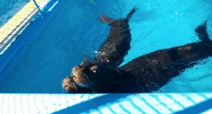 Arriban en buenas condiciones lobos marinos a delfinario de Nuevo Vallarta: Profepa