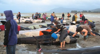 Mueren 300 ballenas varadas en bahía Nueva Zelanda; salvan a 116