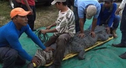 Capturan a cocodrilo que atacó y mató a un pescador en Chiapas