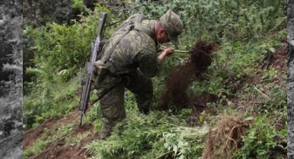 Destruyen 21 plantíos de mariguana de 'El Tena' en Lázaro Cárdenas