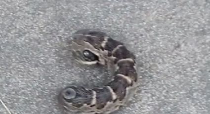 Mujer encuentra supuesta 'serpiente de dos cabezas' en el jardín de su casa 