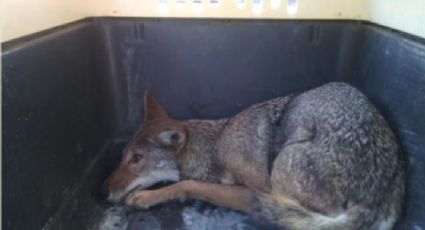 Profepa rescata a Coyote que cayó a una alcantarilla en Tamaulipas