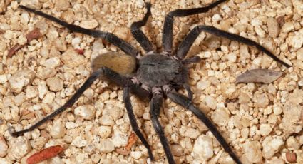 Sorprende a expertos nueva especie de araña mexicana por su gran tamaño