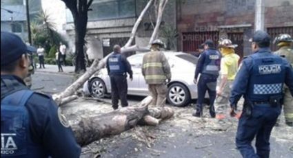 Vientos dejan 10 árboles caídos sin lesionados: Servicios de emergencia 