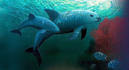 EU advierte de sanciones a México si no hay resultados en cuidado de vaquita marina y totoaba