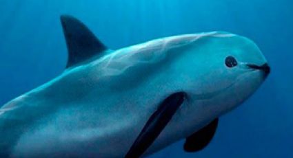 Arranca acción global de emergencia para evitar extinción de la vaquita marina