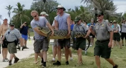 Trasladan a Florida al 'cocodrilo más solitario del mundo'