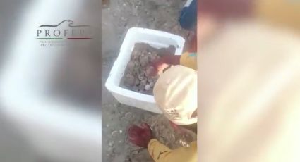Rescata Profepa mil 246 huevos de tortuga Lora en Tamaulipas