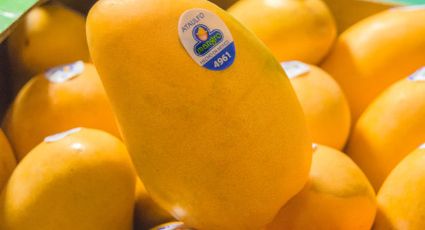 Exportación de mango aumenta 46% en primer bimestre de 2017: Sagarpa