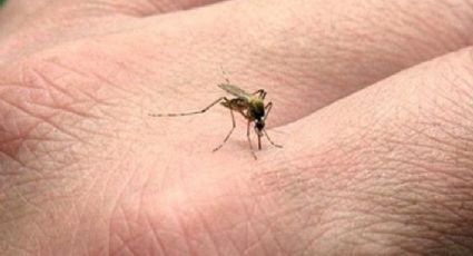 Empresario inglés desarrolla solución contra mosquito transmisor de malaria y dengue