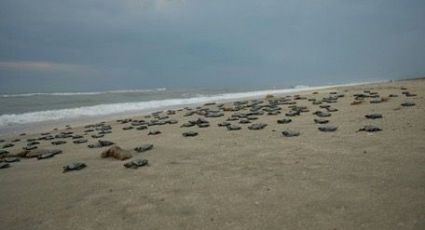 Nacen más de 100 mil crías de tortugas Lora en Tamaulipas