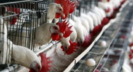 Sagarpa informa brote de gripe aviar AH7N3 en Jalisco