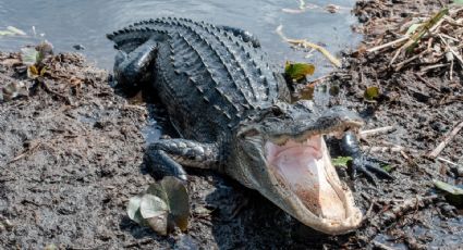 Sobrevive niña a ataque de caimán en EEUU tapándole la nariz