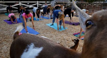 Yoga con cabras, la última tendencia en EEUU 