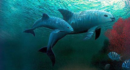 ONG entregan a Presidencia propuesta para continuar veda y proteger a la vaquita marina