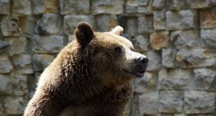 Retirar a osos grizzly de especies en peligro es un 'retroceso': ambientalistas