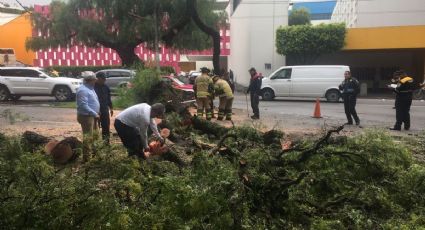 Cae árbol en Mariano Escobedo, CDMX