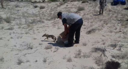 Reintegran a coyote a su hábitat en San Felipe, Baja California