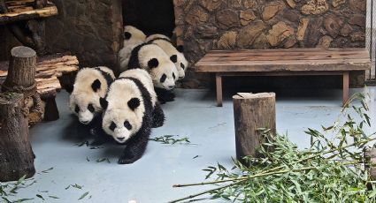 Polémica por video que muestra presuntos maltratos a pandas en zoológico de China 