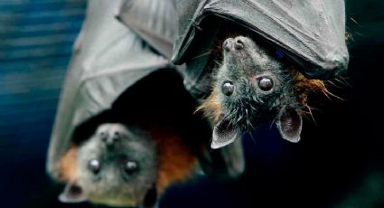 En riesgo, unas 20 especies de murciélagos en México: UNAM