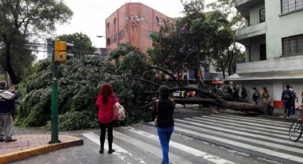 Provoca caída de árbol cierre de Insurgentes e interrupción en Metrobús