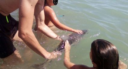 Por tomarse selfies, turistas provocan muerte de delfín en playa de España