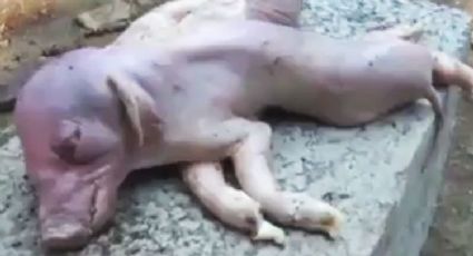 Nace cerdo con ocho patas y dos cuerpos, en una granja china