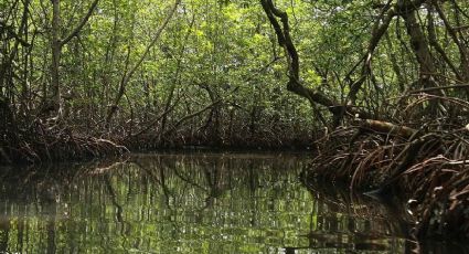 Vitales manglares para la seguridad alimentaria costera, asegura diputado