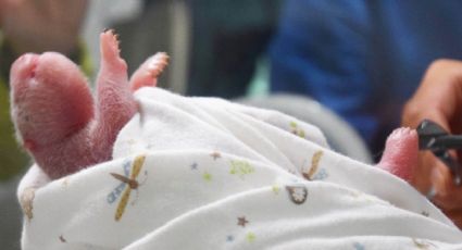 Nace panda de padres en cautiverio en China 