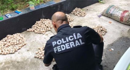 Policía Federal asegura al menos 2 mil huevos de tortuga en Oaxaca